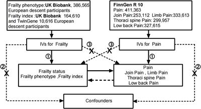 The vicious cycle of frailty and pain: a two-sided causal relationship revealed